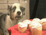 th_hypnotized-dog-cupcakes.gif